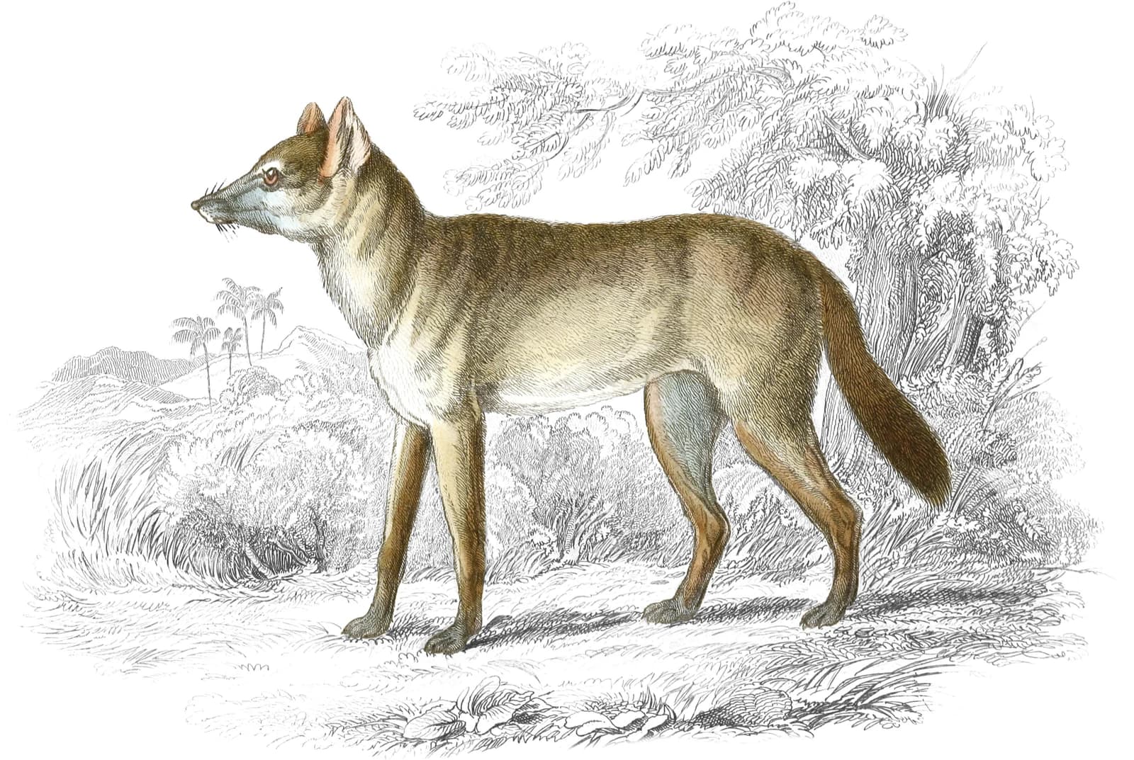 Aguara Dog of the Woods
