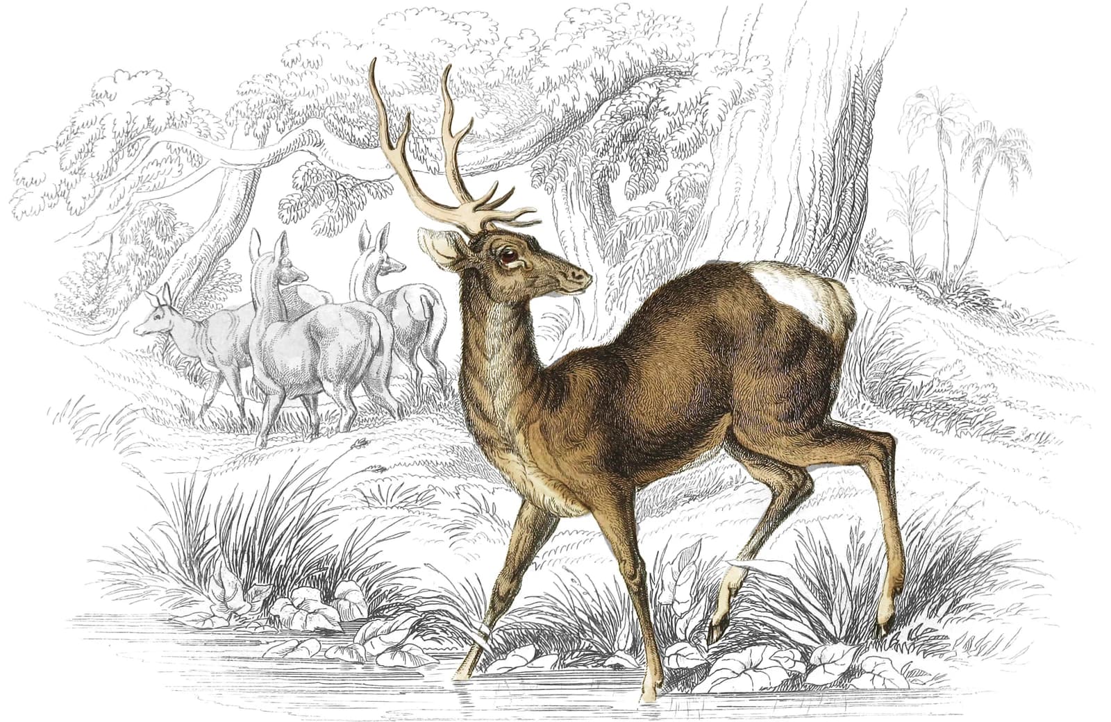 Nepaul Stag